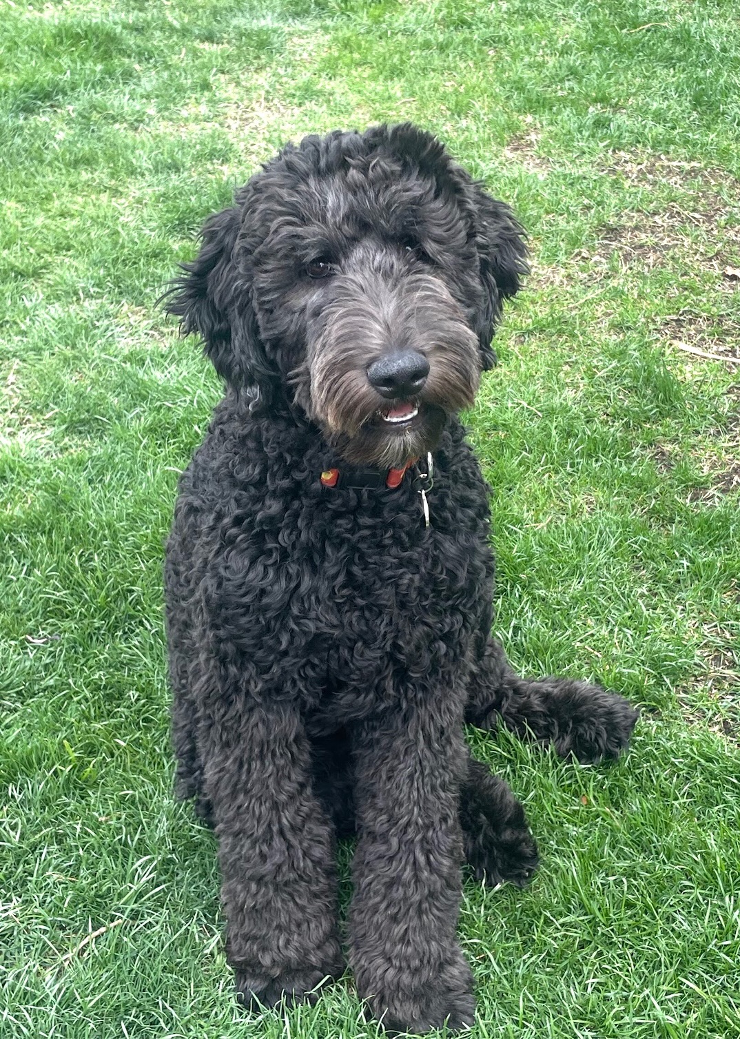 Koda